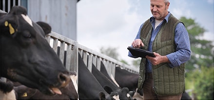 Farmer with digital tablet inspecting cows