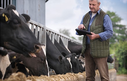 Farmer with digital tablet inspecting cows